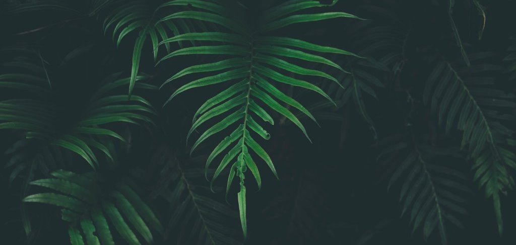 Slow life et nature