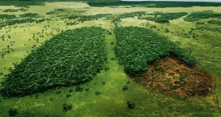 Eco-geste: manger moins de viande pour éviter la déforestation