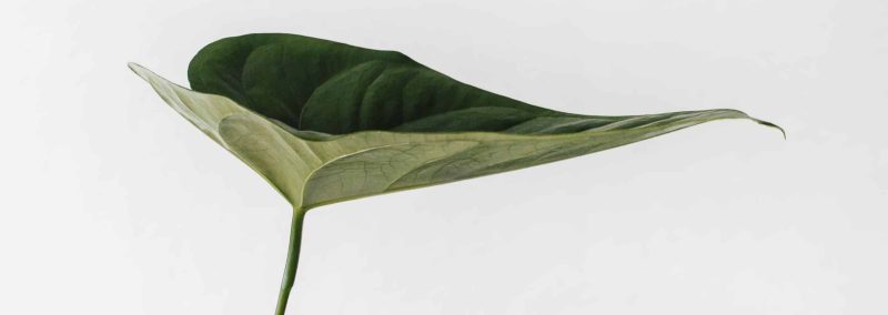 Greenwashing mode éthique Muudana